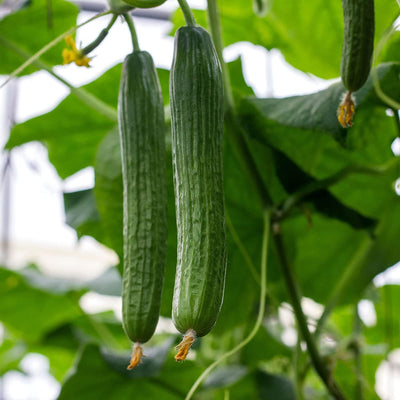 This traditional variety is from the historic Province now known as Nara Prefecture in Japan. This cucumber variety produces a generous crop of remarkably long, narrow fruit that are best when they reach about 2 feet long. The fruits have white flesh and a relatively small seed cavity. Harvest in about 60 days. Germination rate about 80% or better.