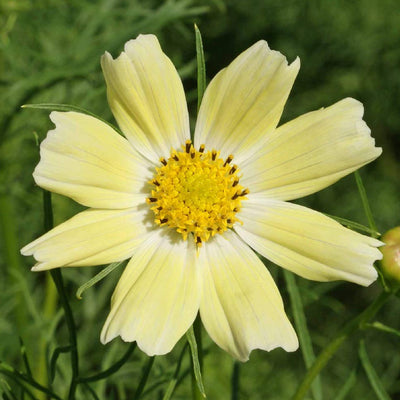 <p data-mce-fragment="1">The flowers of this variety have yellow petals that fade to a creamy white when finished blooming. Suitable for cutting, beds and borders, and the pollinator garden.&nbsp; Blooms in about 90 days. <span class="a-list-item" data-mce-fragment="1">Germination rate about 70% or better</span>. <br></p> <p>Our Non-GMO seeds are sustainable. Our packaging is environmentally friendly, climate friendly, reusable, and recyclable.</p>