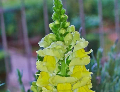Sonnet Series snapdragon seeds grow a fragrant, classic, and authentic touch of the Mediterranean in your home or garden. Sonnet Series snapdragons are easy to grow from seed and timeless centerpieces for fresh cut arrangements, baskets, and bouquets. Snapdragon Sonnet Series seeds grow brilliant yellow 18 inch tall stalks filled with gorgeous dense blooms of vivid Bronze. 