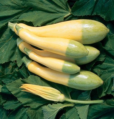 Zephyr Summer Squash is a precocious, yellow, green-tip straightneck. A distinctive, slender fruit, yellow with faint white stripes and light green blossom ends. Harvest young at 4-6" for unusually delicious nutty taste and firm texture. Unique appearance for easy recognition. Big, open plant, high yielding. Harvest in about 50 days. Germination rate about 80% or better. 