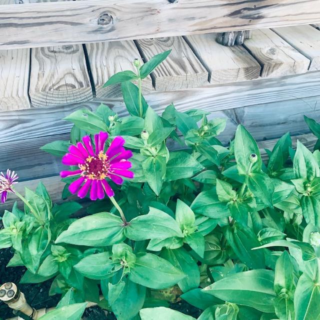 Flower Zinnia Mixed Colors Non-GMO, Heirloom Seeds by Mrs. David&